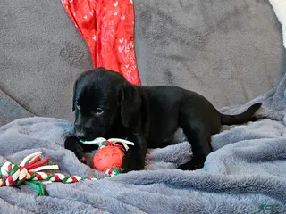 Labrador Retriever dogs Labrador Retriever Puppy 2 - Ad 4