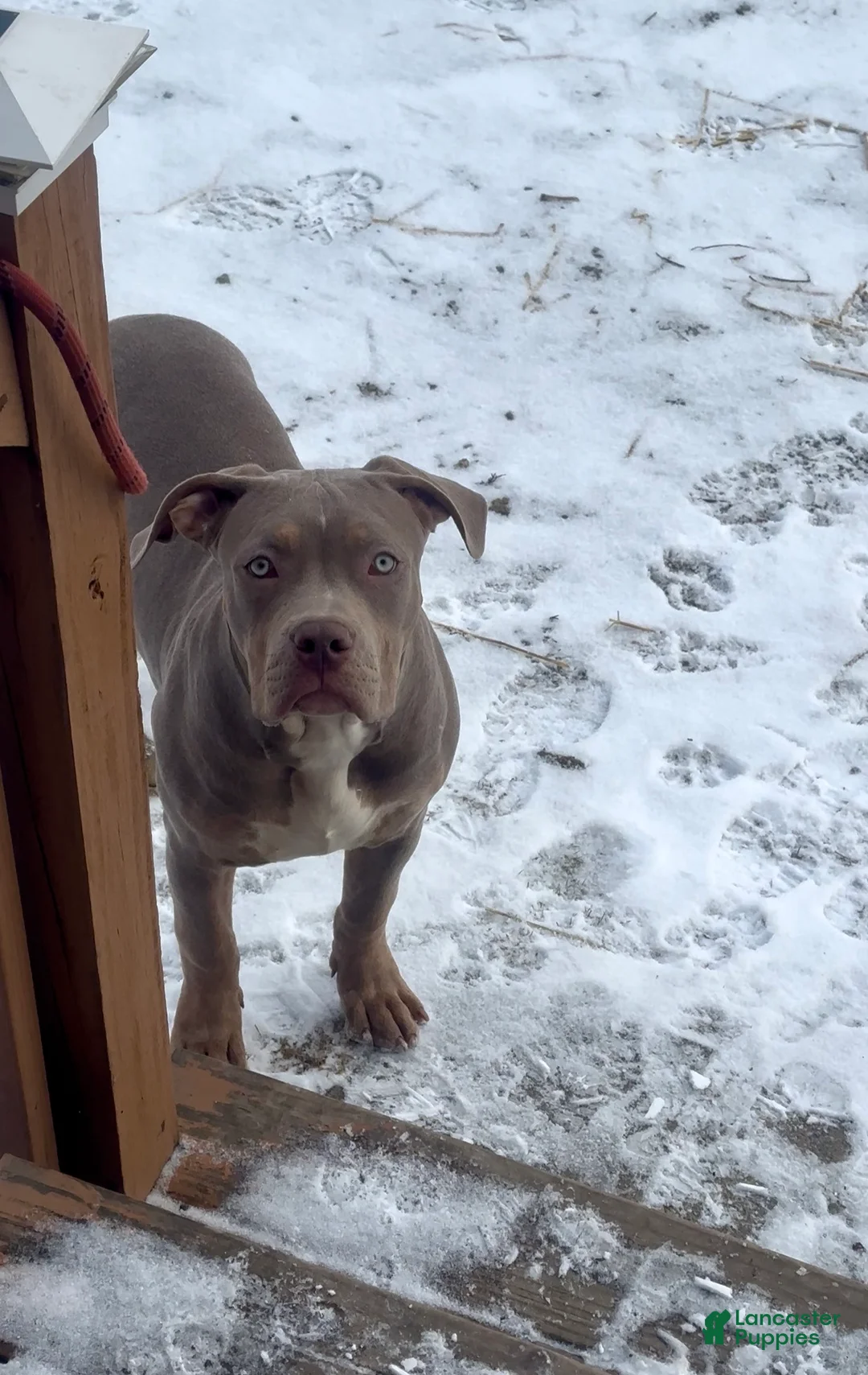 American Bully dogs for sale: Sebastian  - Ad 1