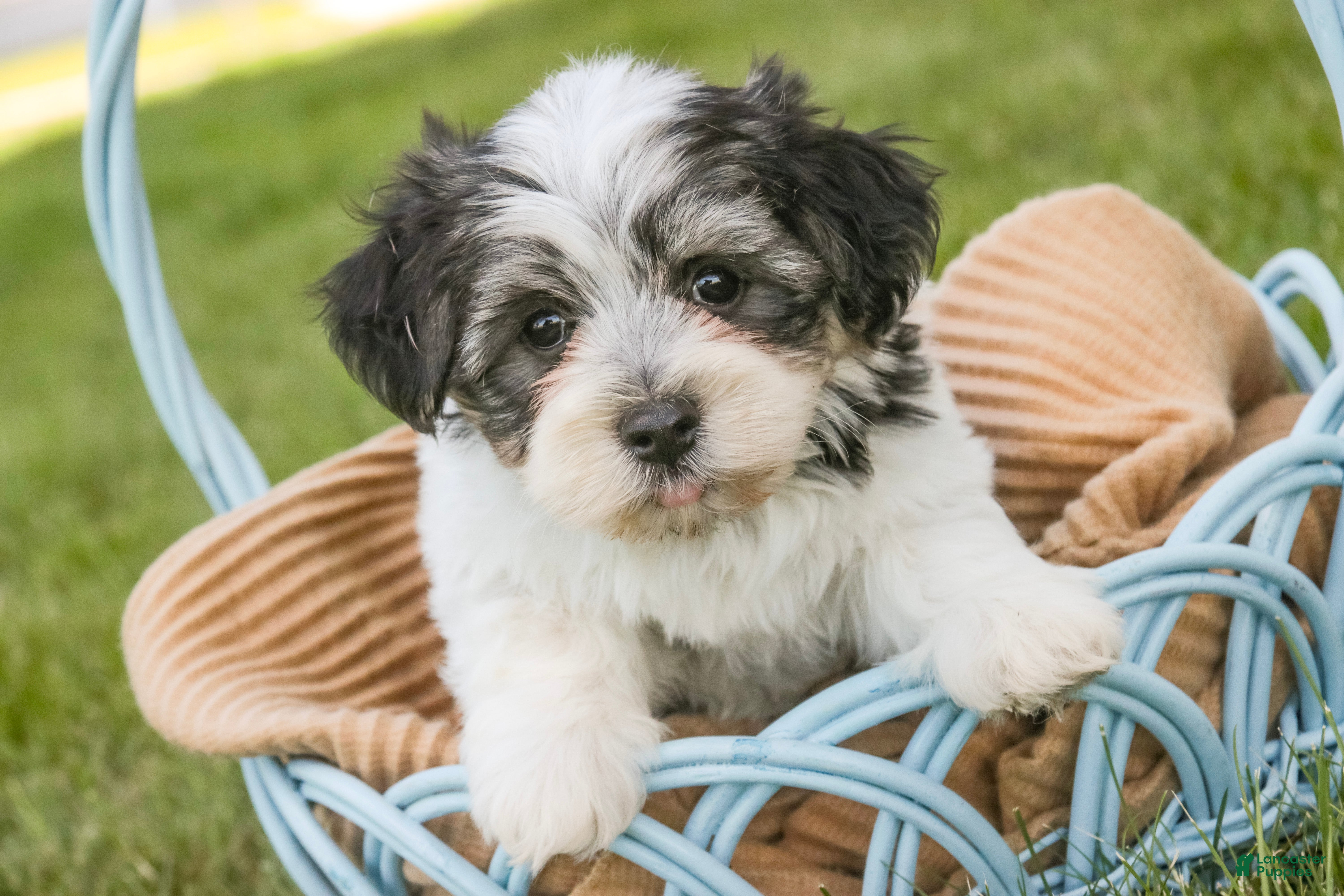 Havanese dogs Francesca - Ad 2