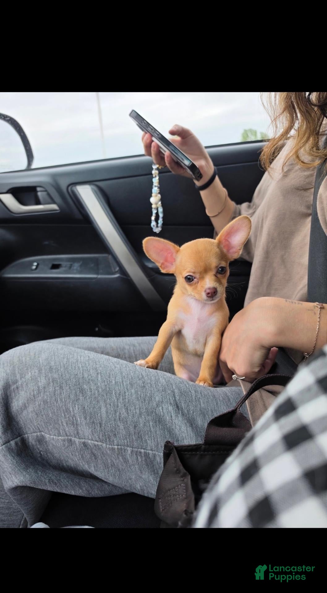 Chihuahua dogs Chihuahua 1 - Ad 1
