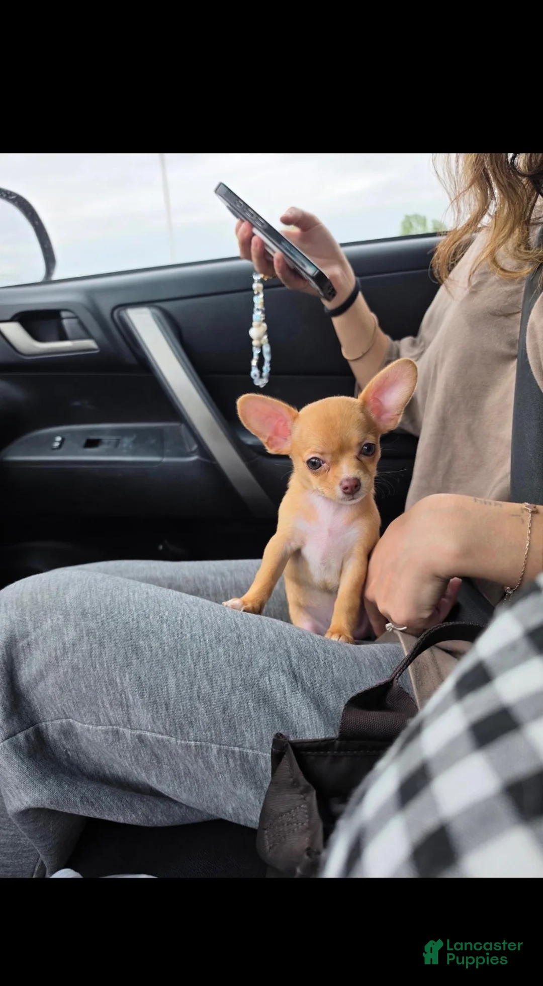 Chihuahua dogs for sale: Chihuahua 1 - Ad 1