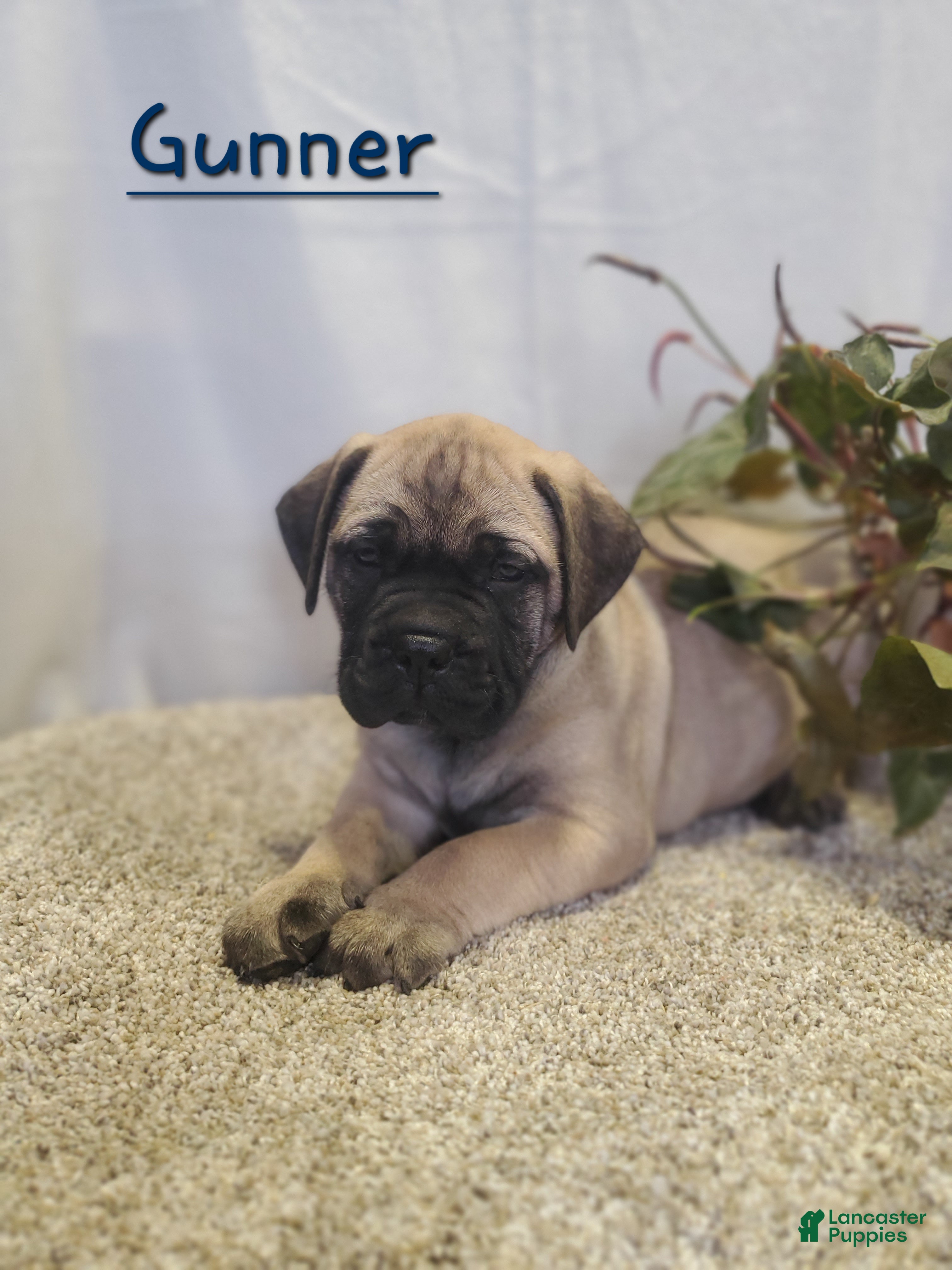 Bullmastiff dogs Gunner - Ad 4