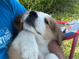 Mixed Breed dogs Mixed Breed 7 - Ad 2