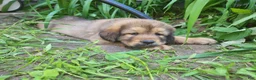Tibetan Mastiff dogs for sale: Zelda - Ad 1
