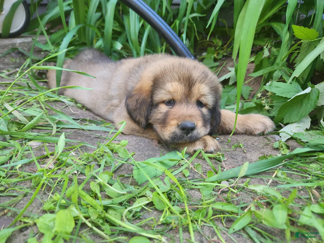 Tibetan Mastiff dogs for sale: Zelda - Ad 1