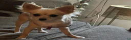 Chihuahua dogs for sale: Princess  - Ad 8