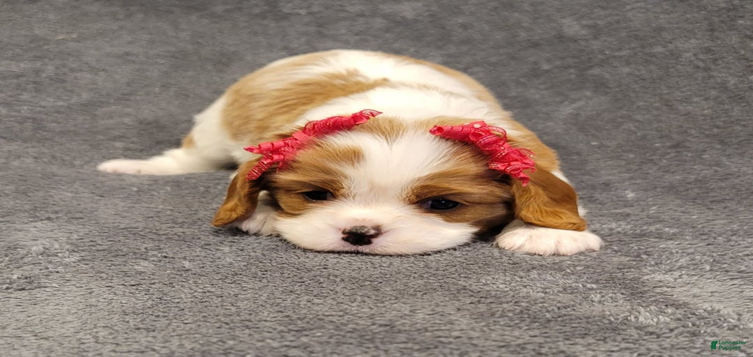 Gallery Image {{count}}