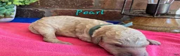 Goldendoodle dogs for sale: Mini Goldendoodle 5 - Ad 5