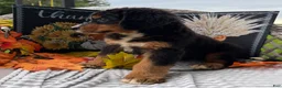 Bernese Mountain Dog dogs for sale: Chucky - Ad 3