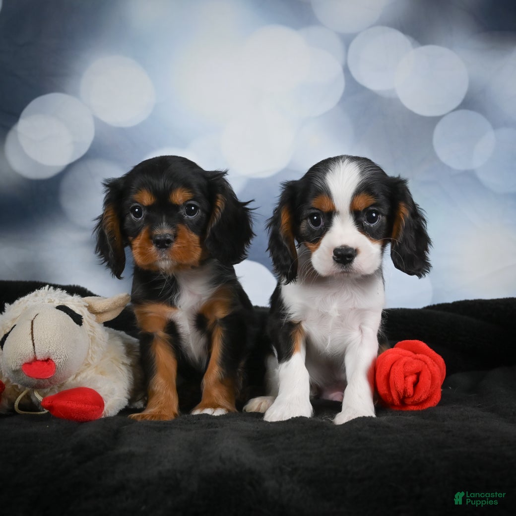 Cavalier King Charles Spaniel dogs Cane - Ad 2