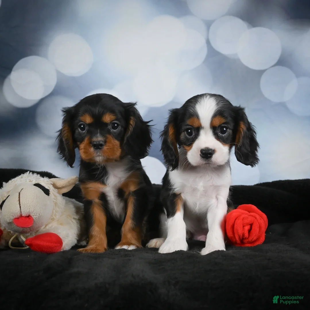 Cavalier King Charles Spaniel dogs for sale: Cane - Ad 2