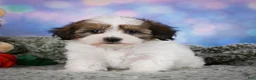 Maltipoo dogs for sale: Ruby - Ad 5