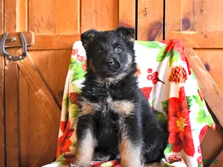 German Shepherd dogs Pepper - Ad 42