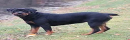 Rottweiler dogs for sale: Kip  - Ad 4