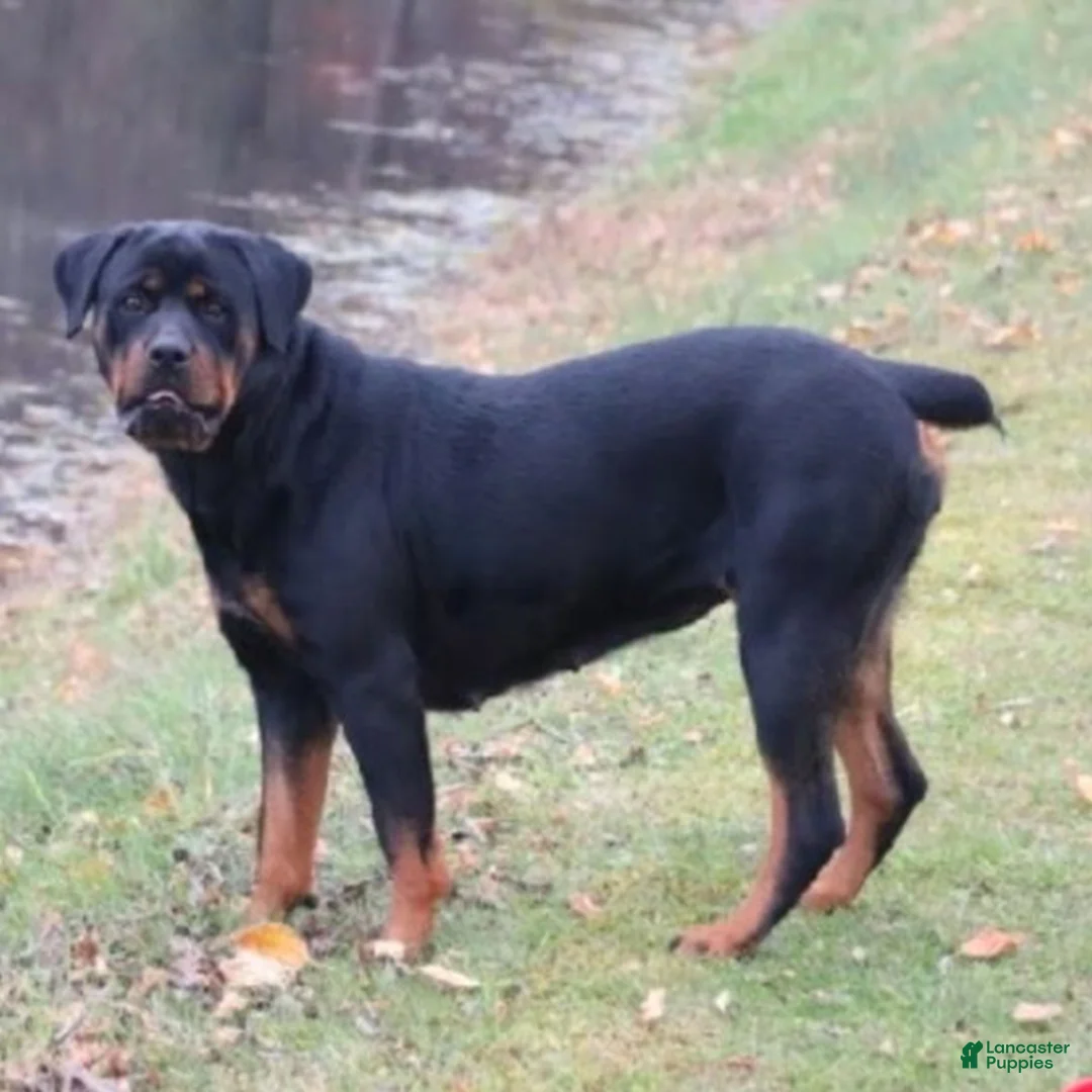 Rottweiler dogs for sale: Kip  - Ad 4