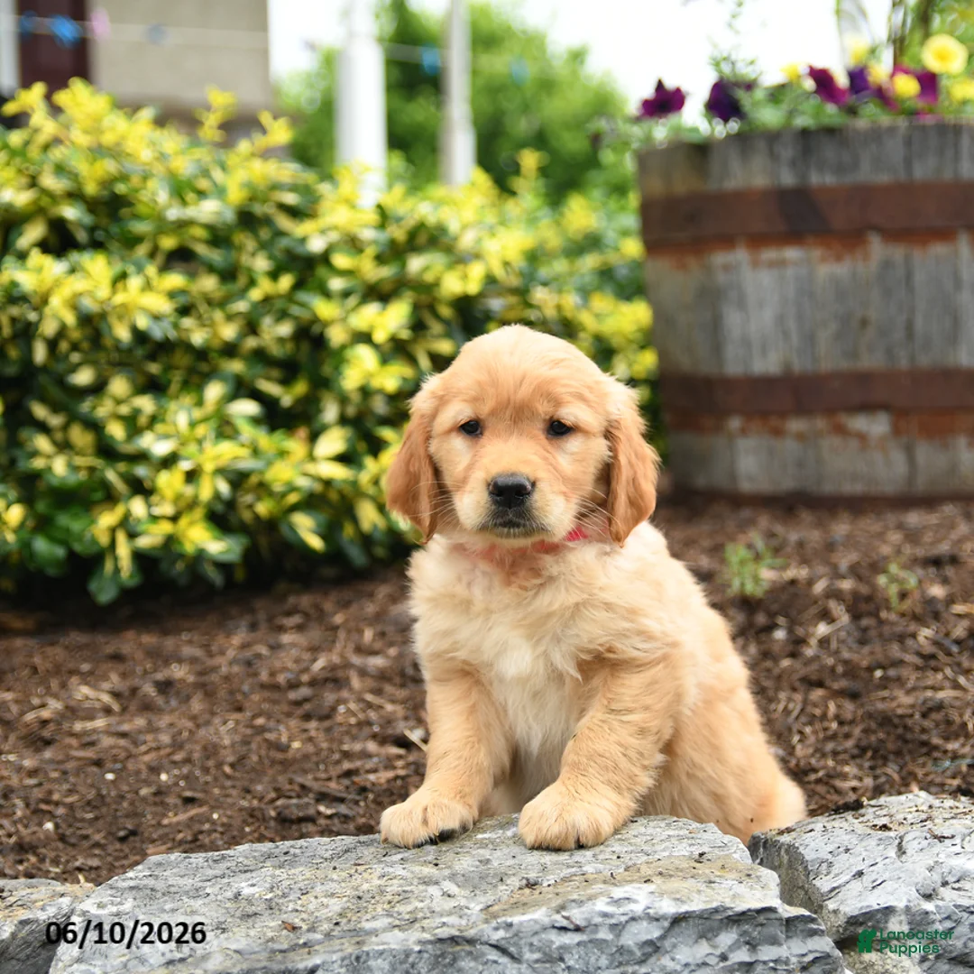 Golden Retriever dogs for sale: Jemma - Ad 1