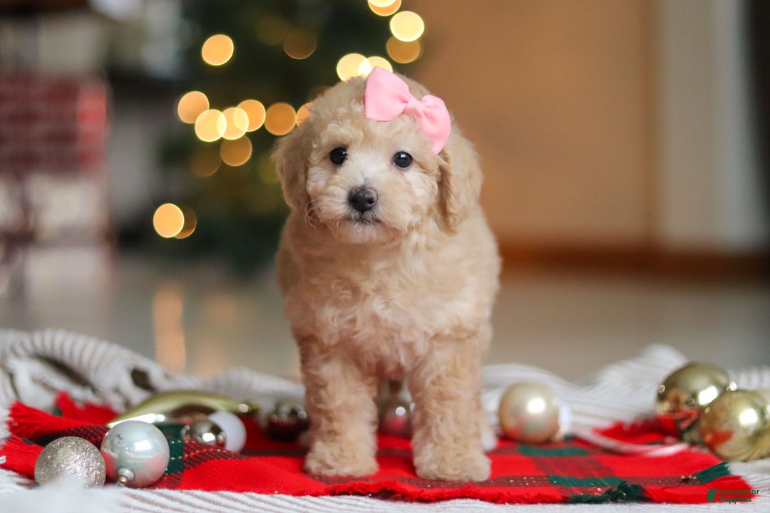 Maltipoo dogs for sale: Bonnie - Ad 4