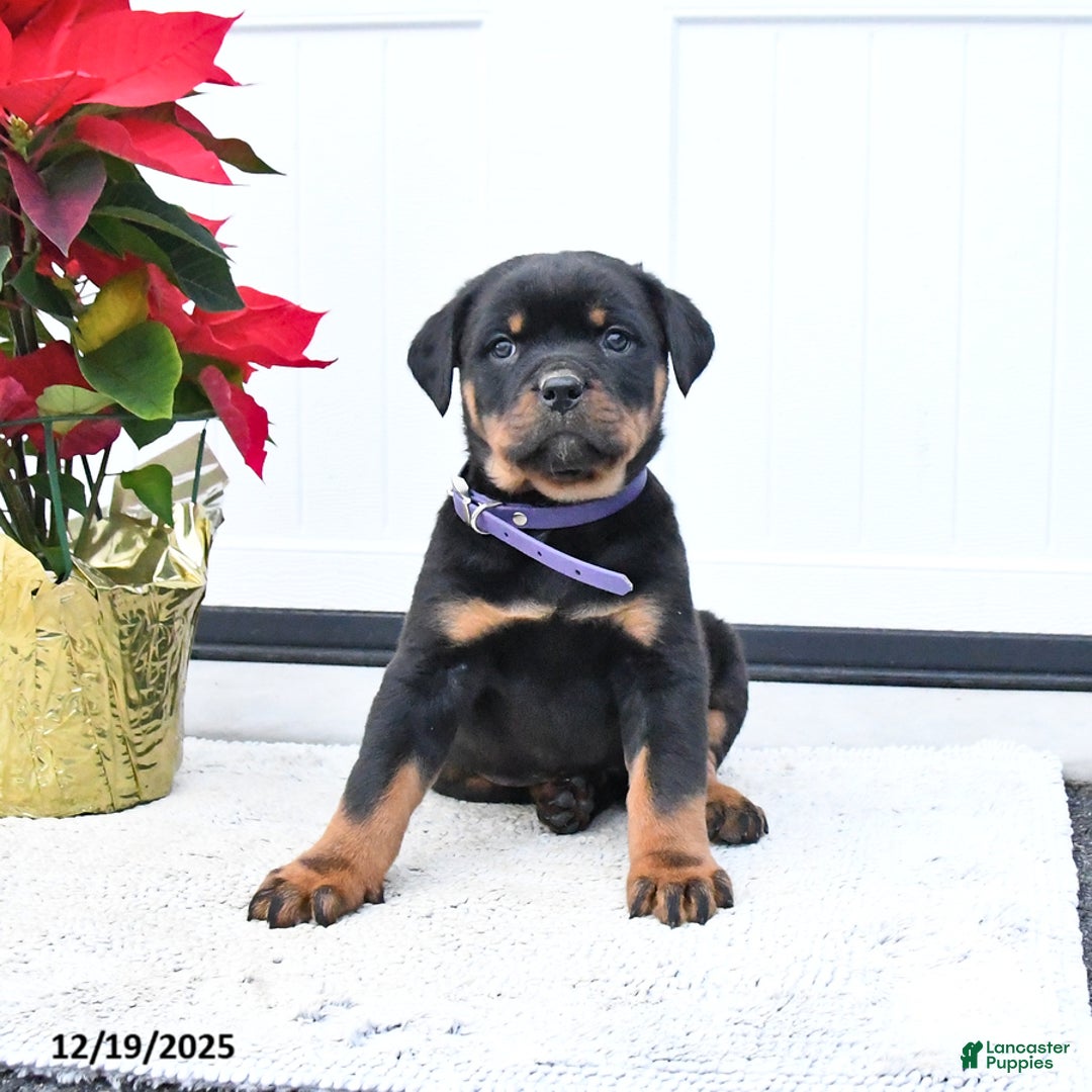Rottweiler dogs for sale: Tilly - Ad 3