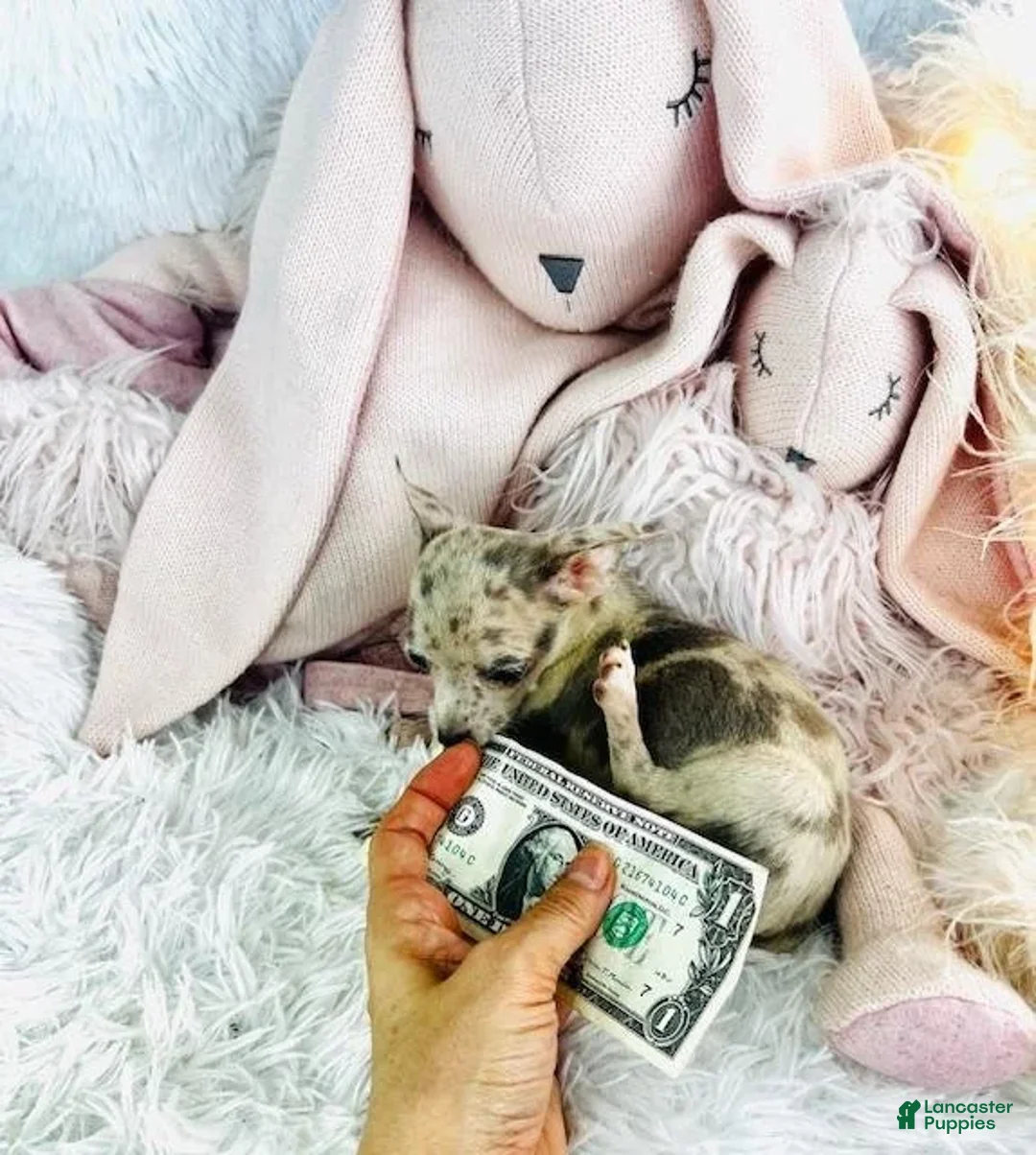 Chihuahua dogs for sale: Clara - Ad 4