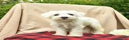 Miniature Schnauzer dogs for sale: Lilah  - Ad 4