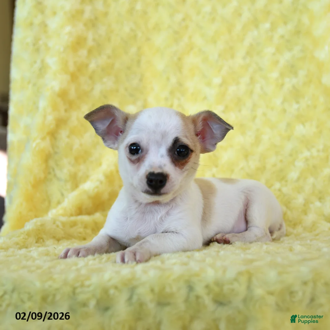 Chihuahua dogs for sale: Cupid - Ad 5