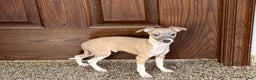 Italian Greyhound dogs for sale: Gerald - Ad 9