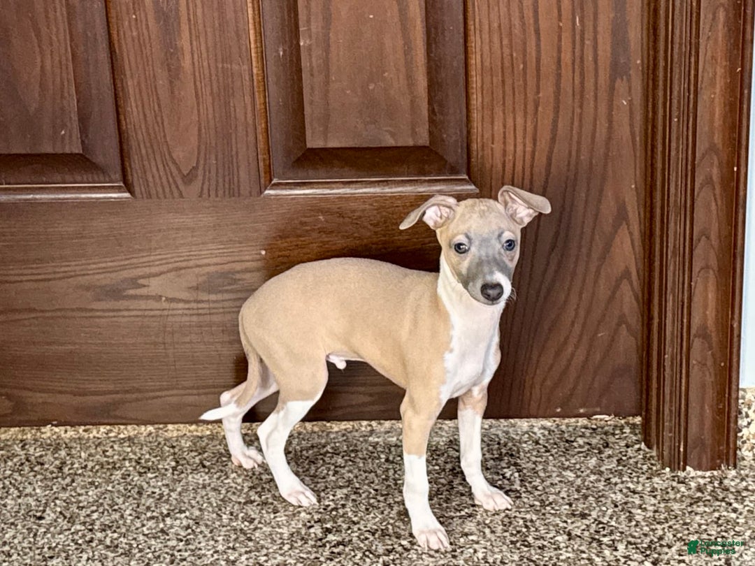 Italian Greyhound dogs for sale: Gerald - Ad 9