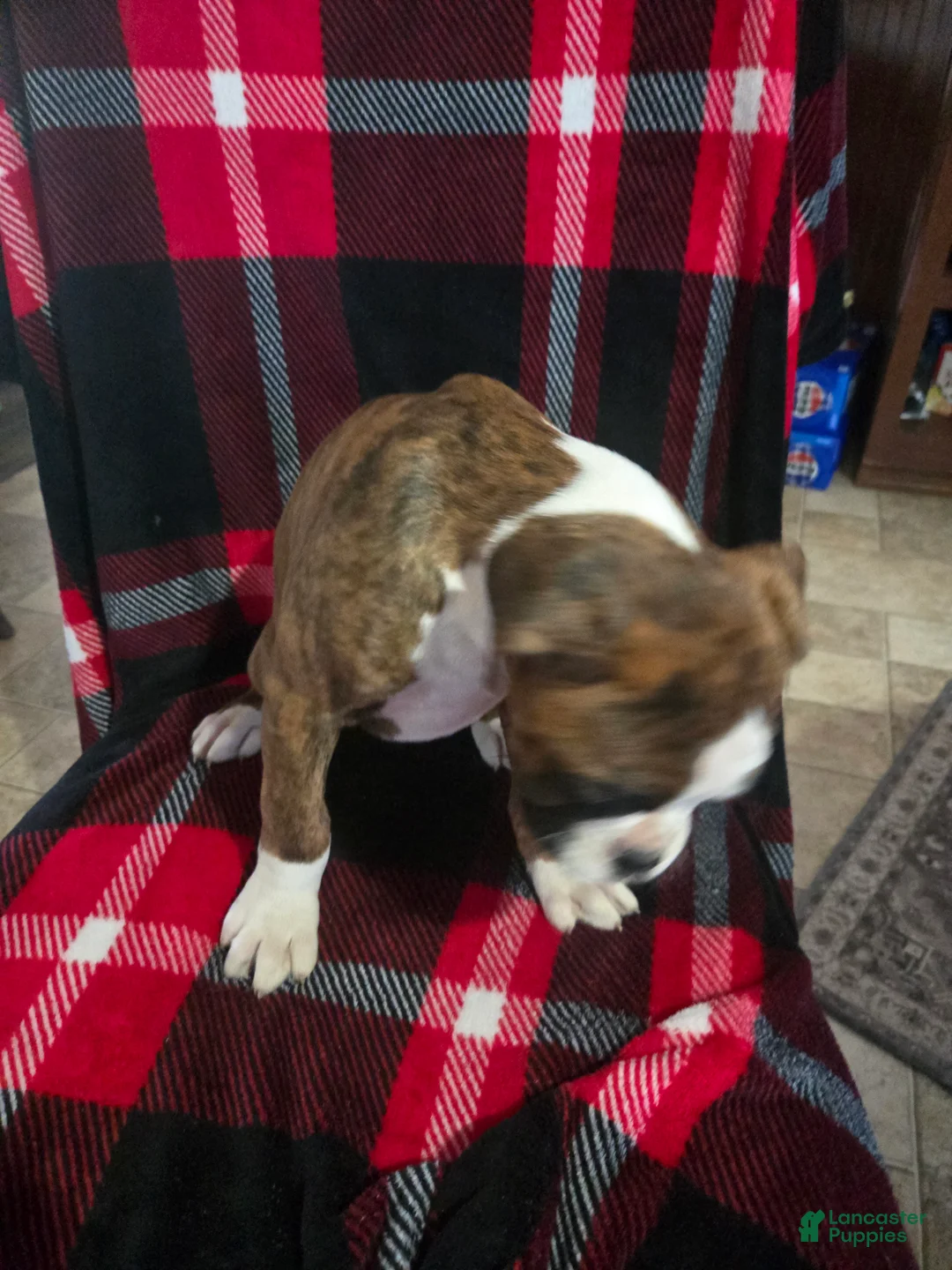 Boxer dogs for sale: Diamond  - Ad 7