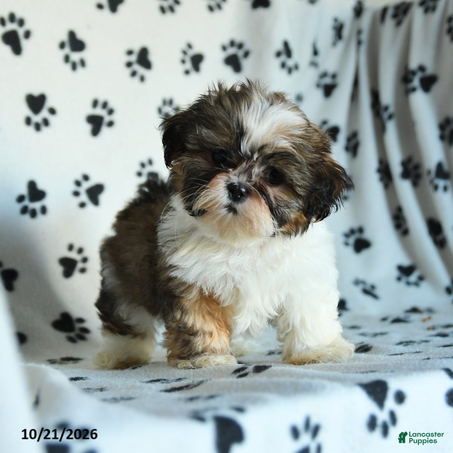 Shih Tzu dogs Tilly - Ad 2