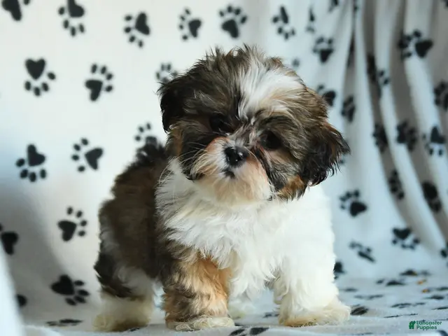 Shih Tzu dogs for sale: Tilly - Ad 2