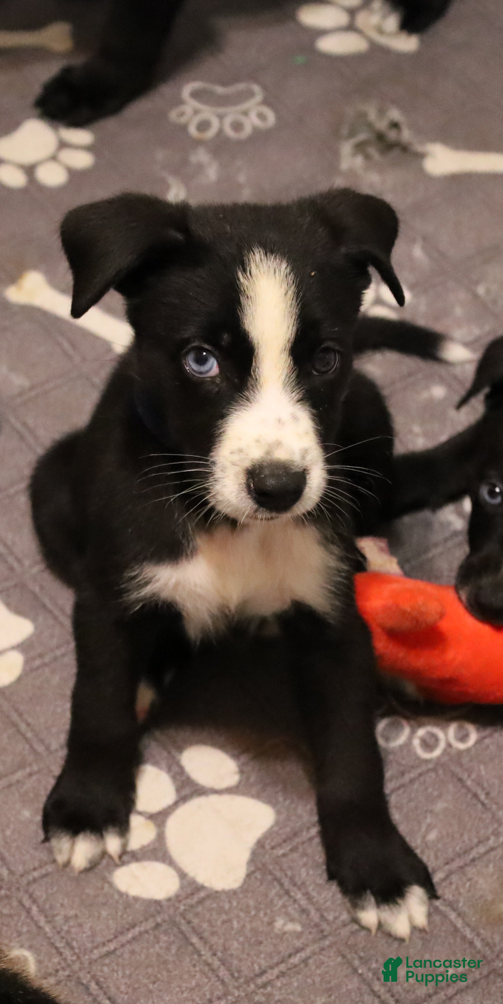 Mixed Breed dogs Zeke - Ad 2