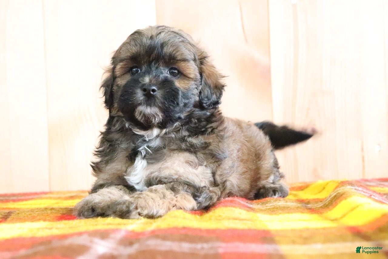 Shihpoo dogs Diesal - Ad 2