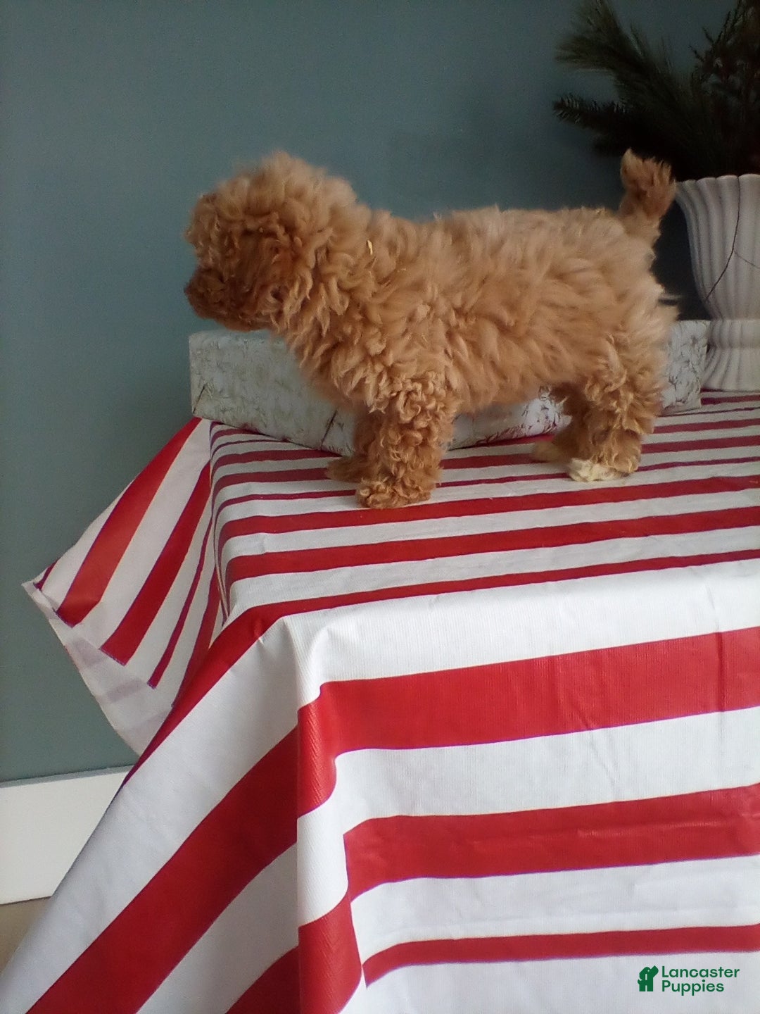 Miniature Poodle dogs for sale: Tessa - Ad 5