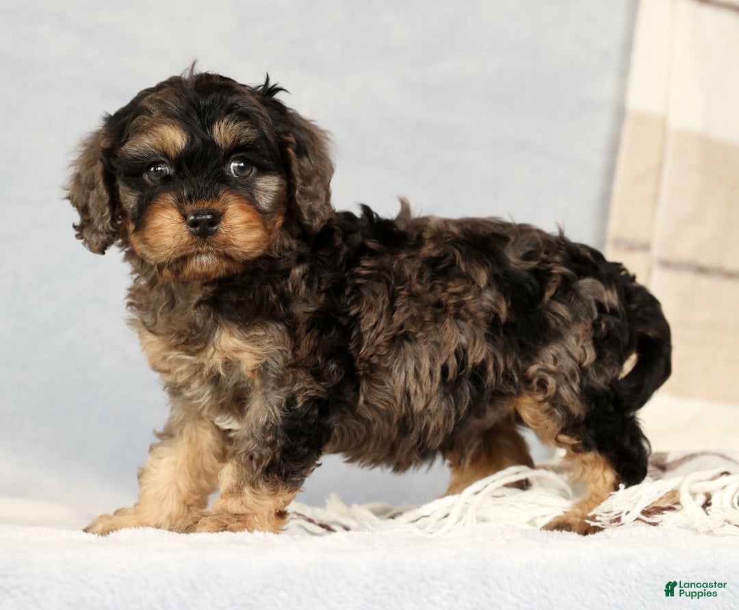 Cavapoo dogs for sale: Buck - Ad 5