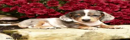 Dachshund dogs for sale: Dixie - Ad 4