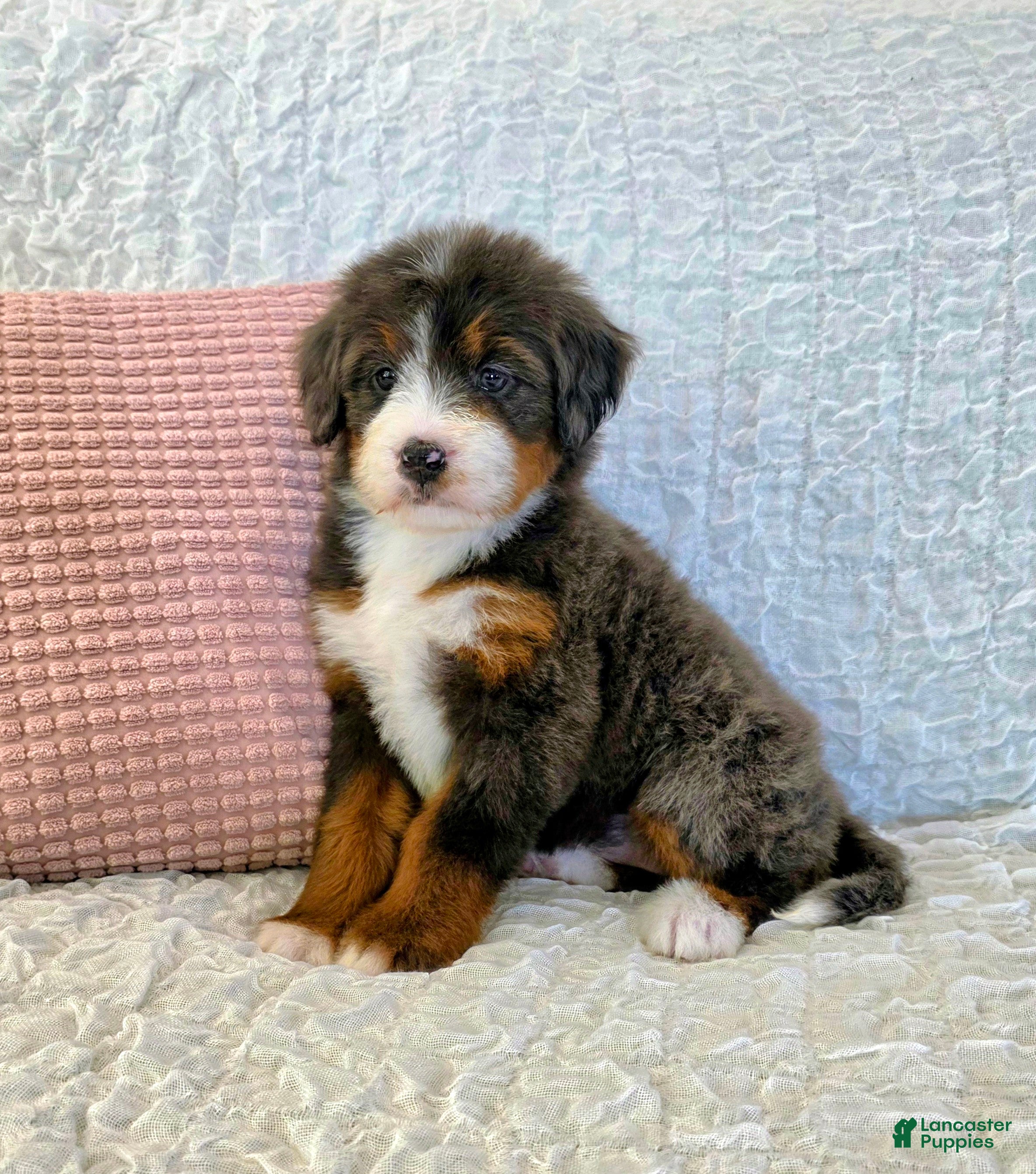 Bernedoodle dogs Poppy - Ad 1