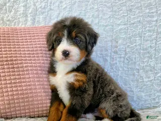Bernedoodle dogs Poppy - Ad 29