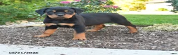 Rottweiler dogs for sale: Tessa - Ad 1