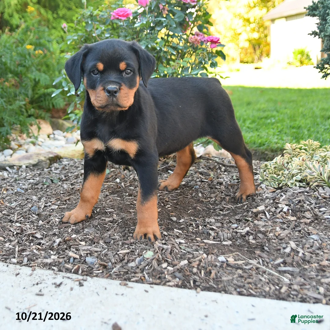 Rottweiler dogs for sale: Tessa - Ad 1