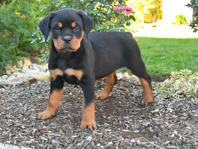 Rottweiler dogs Tessa - Ad 1