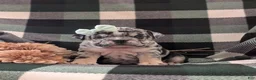 English Bulldog dogs for sale: Trixie - Ad 2