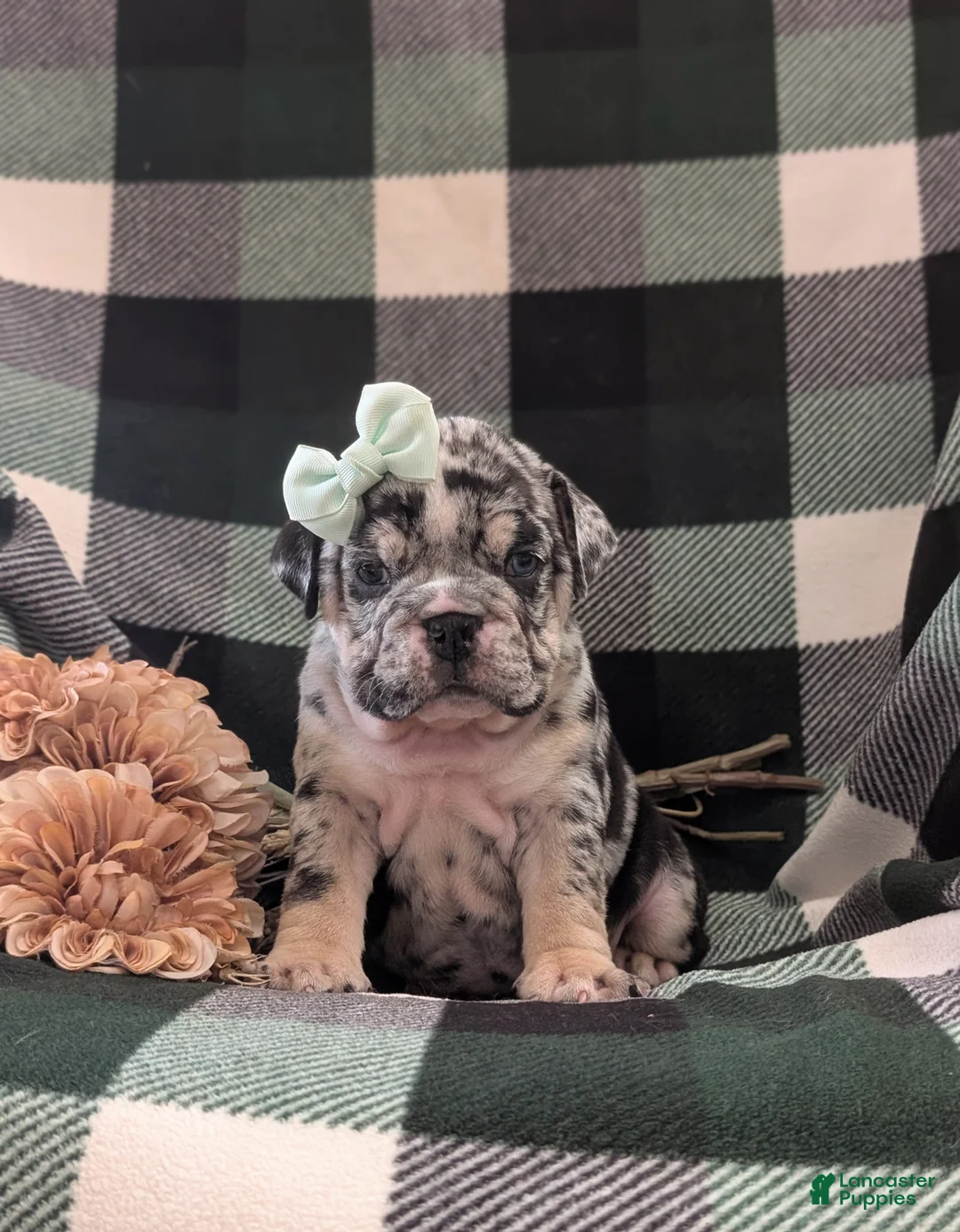 English Bulldog dogs for sale: Trixie - Ad 2