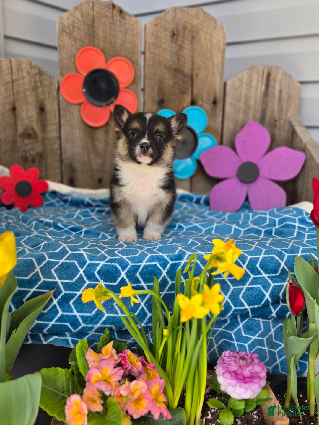 Welsh Corgi Pembroke dogs for sale: Chester - Ad 1