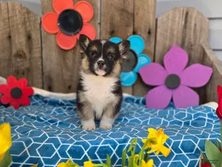 Welsh Corgi Pembroke dogs for sale: Chester - Ad 4