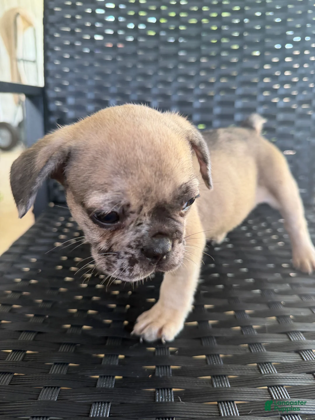 French Bulldog dogs for sale: Wave  - Ad 2