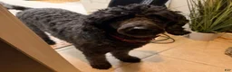 Mini Goldendoodle dogs for sale: Black Boy - Ad 5