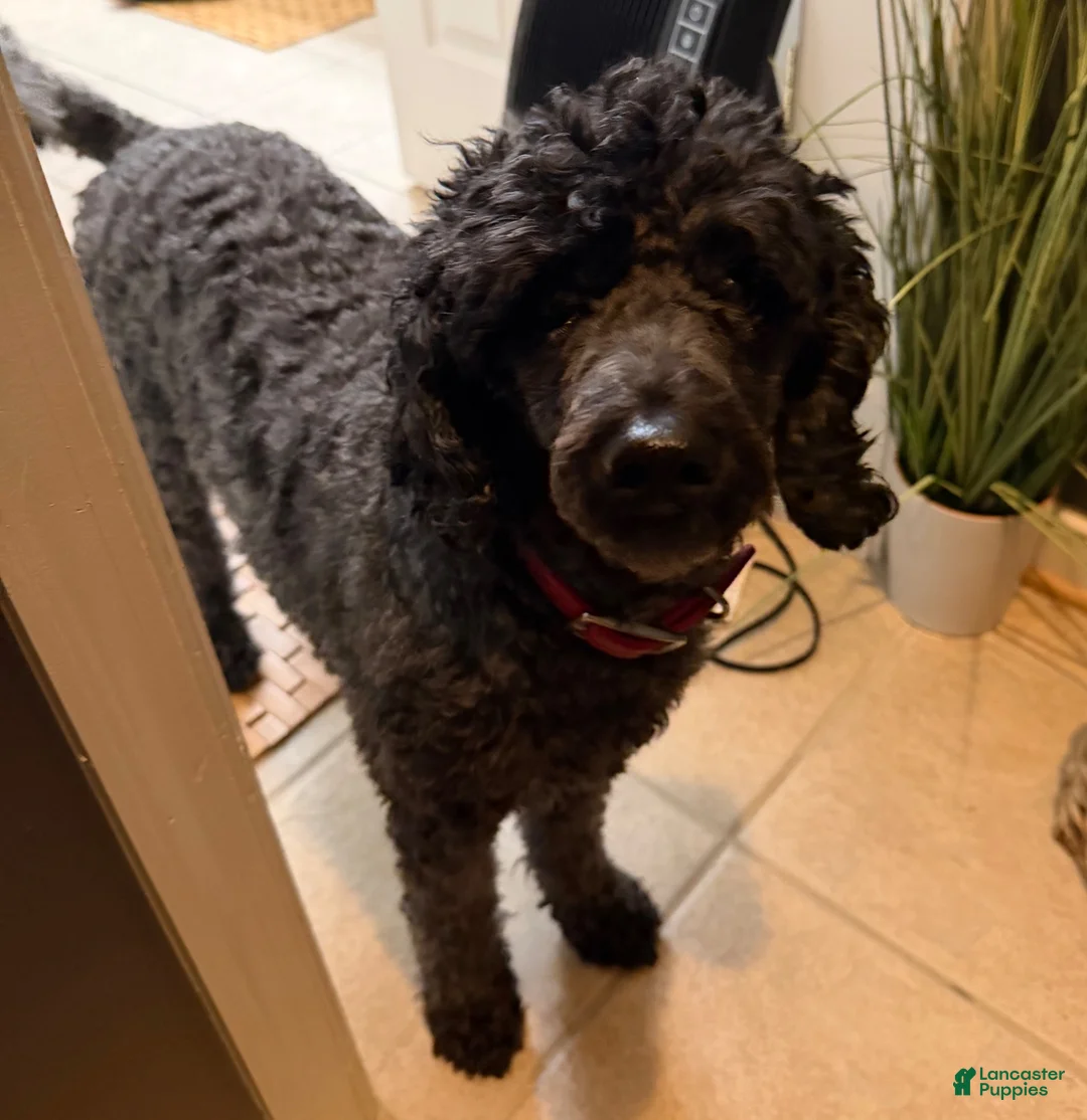 Mini Goldendoodle dogs for sale: Black Boy - Ad 5