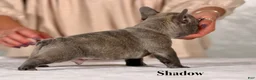 French Bulldog dogs for sale: Shadow - Ad 3