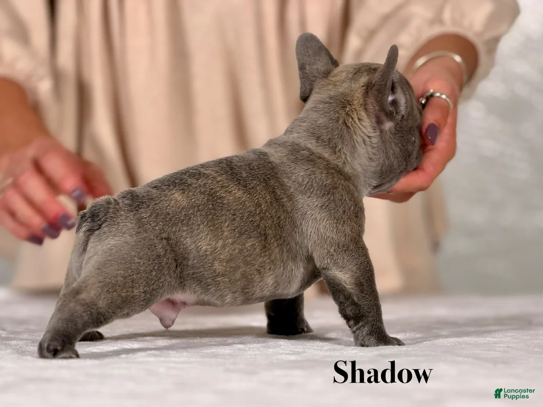 French Bulldog dogs for sale: Shadow - Ad 3