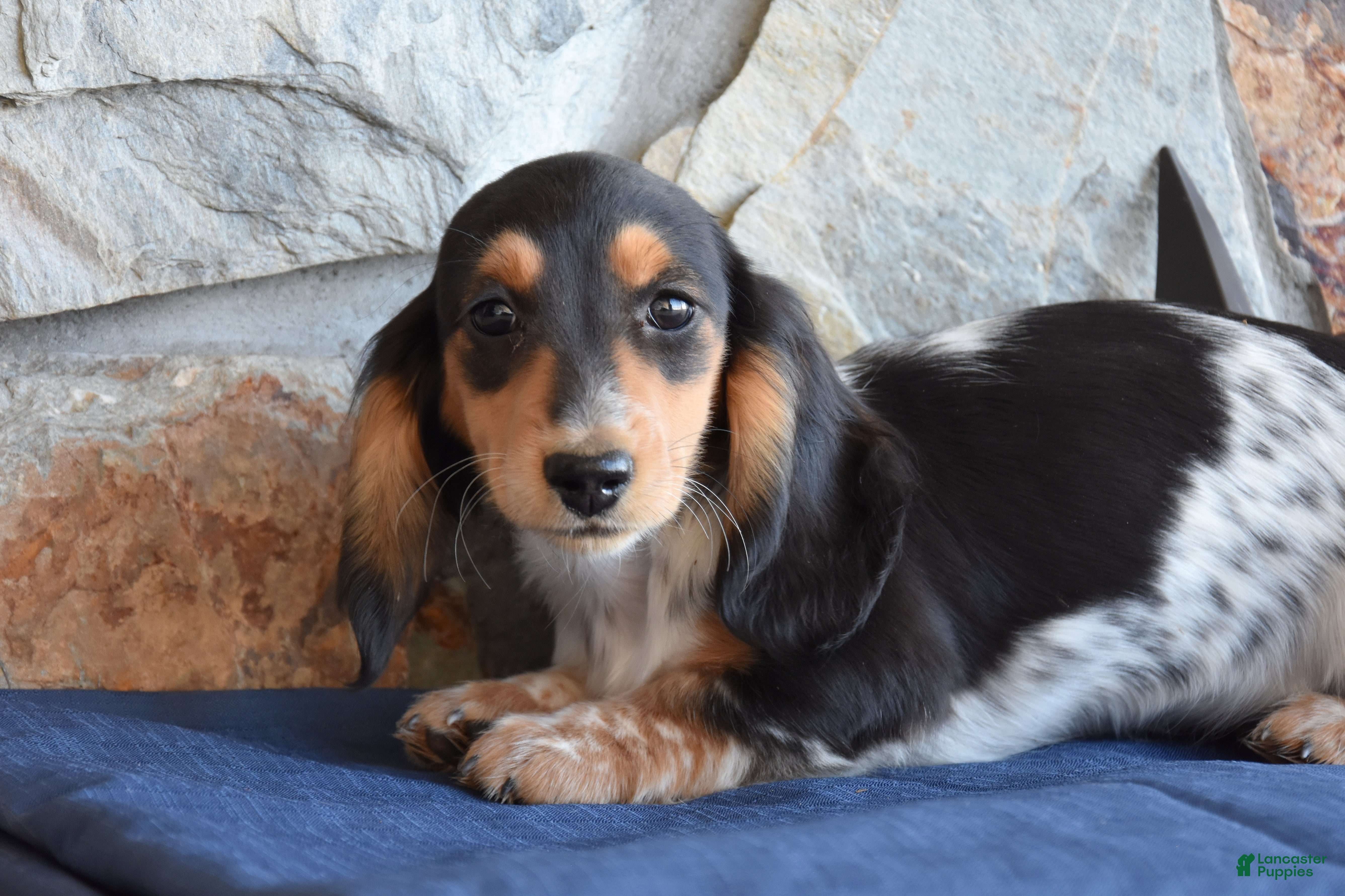 Miniature Dachshund dogs Abby - Ad 2
